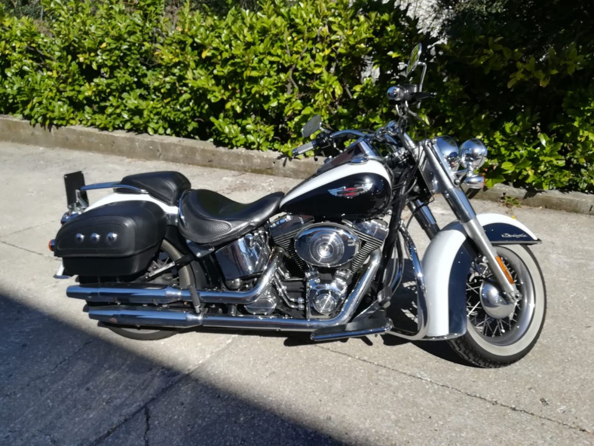 Harley Davidson  softail